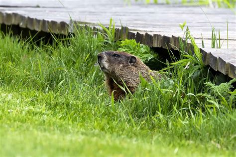 Where Do Woodchuck Live? - A-Z Animals