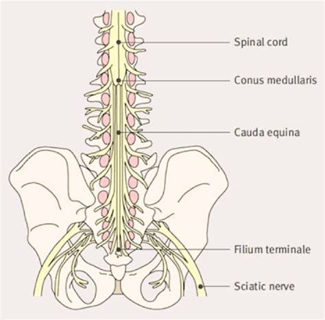 Anatomy Of The Lumbosacral Spine And The Related Cauda Equina