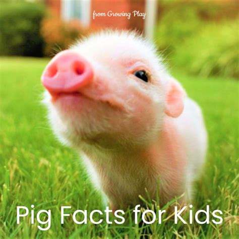 pig facts  kids growing play
