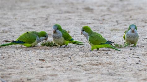 Квакер попугай (34 фото) - красивые фото и картинки pofoto.club