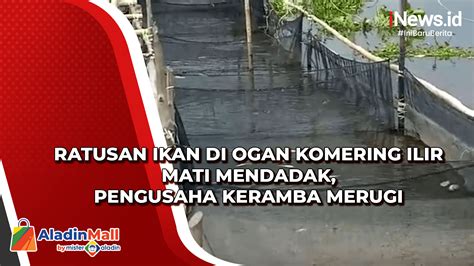 130 Ton Ikan Di Keramba Jaring Apung Danau Maninjau Mati Mendadak Ada