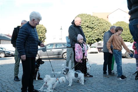 Ze Zwierzakami Na Rynku Wirtualne Pniewy