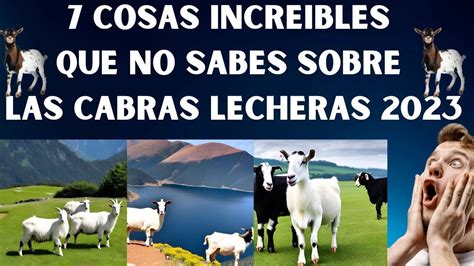 7 Cosas Increibles Que No Sabes Sobre Las Cabras Lecheras 2023las