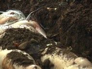 Naked Olwen Fouere In The Survivalist