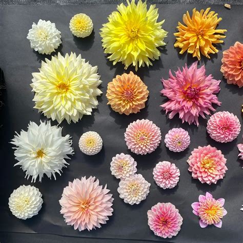 How to Plant Dahlia Tubers and Grow Dahlias Organically — Heirloom Soul