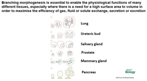 Lecture 11: Branching Morphogenesis in Organs (Vincent Cunliffe ...
