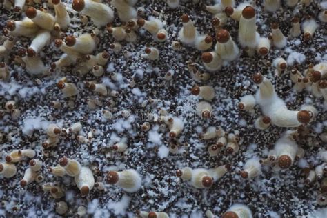 Microgrowing Of Psilocybe Cubensis Mushrooms Mycelium Of Psilocybin