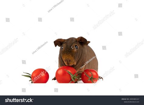 Naked Guinea Pig Posing Next Tomato Stock Photo Shutterstock