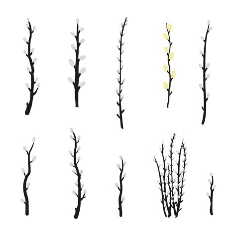 Collection Of Pussy Willow Branches 13157626 Vector Art At Vecteezy