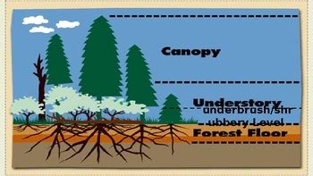 levels   forest  elementarymagic teachers pay teachers
