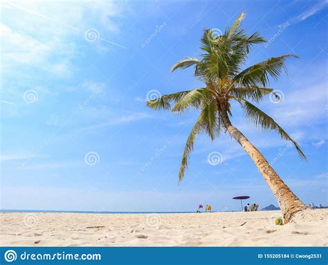 Coconut Tree On The Beach Stock Photo Image Of Blue 155205184