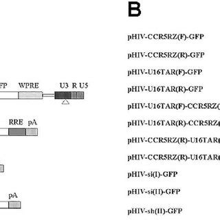 The lentiviral vectors and the vector production system. (A) The ...