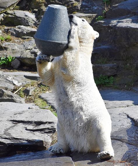 Icebear Bear Playful To - Free photo on Pixabay - Pixabay