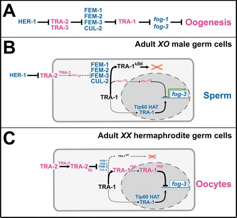 Sex Determination In Nematode Germ Cells PMC