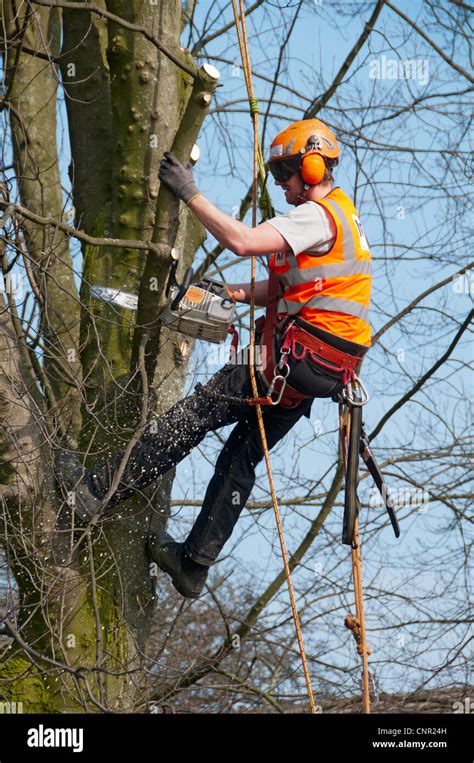 Tree Pruning With A Chain Saw Using Rope Access Techniques Stock Photo