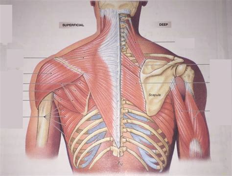 Posterior Upper Limb Muscles Nbkomputer