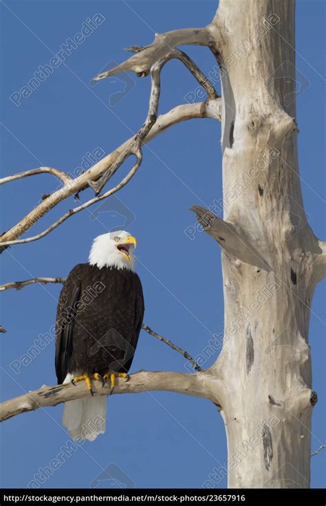 Bald Eagle Haliaeetus Leucocephalus Perched On Tree Royalty Free