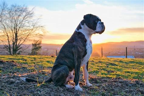 Фото боксера (129 фотографий)