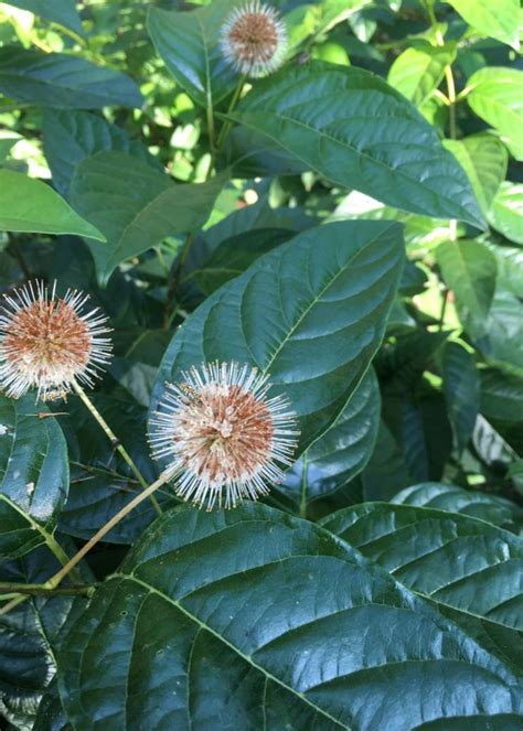 Cephalanthus occ. SMCOSS Buttonbush, Sugar Shack, #3 - Behmerwald Nursery