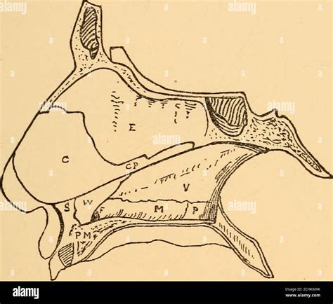 Diseases Of The Nose And Throat A Alar Cartilage S Sesamoid