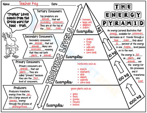 Unlocking The Power Of Energy Pyramids Tying It All Together With Worksheet Answers