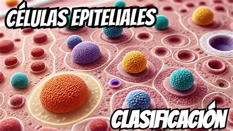 CLASIFICACIÓN EPITELIAL LA ENTENDERÁS AQUÍ YouTube