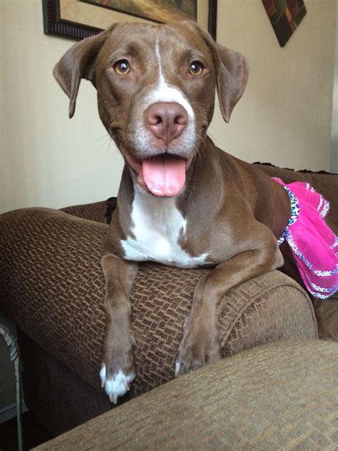 Pitbull/Chocolate Lab Mix Looks just like my Marley when she was young ...