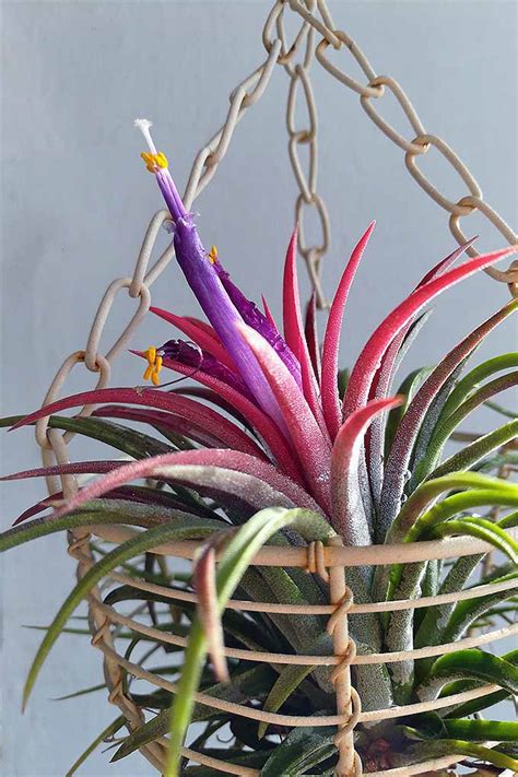 grow indoor air plants  living wall art gardeners path