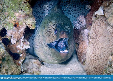 The Giant Muray Royalty-Free Stock Image | CartoonDealer.com #293244256