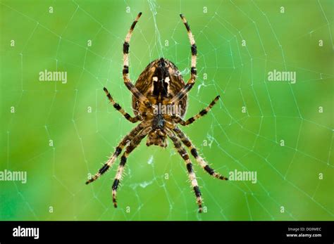 A Close Up Macro Photograph Of A Common Garden Orb Spider In Its Web