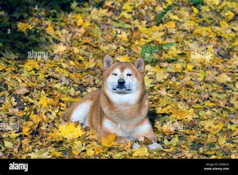 Shiba inu canis lupus f familiaris fotografías e imágenes de alta