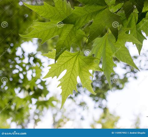 Hojas De Arce Verdes En La Naturaleza Foto De Archivo Imagen De Hojas