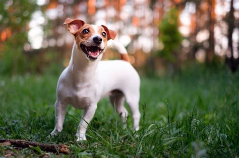 12 Jack Russell Terrier Colors And Patterns For Everyone