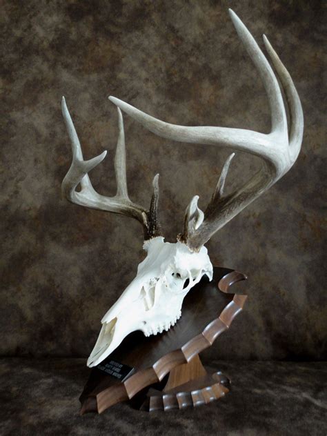 Archery Whitetail European Skull Mount Antlers Artwork Antler Mounts