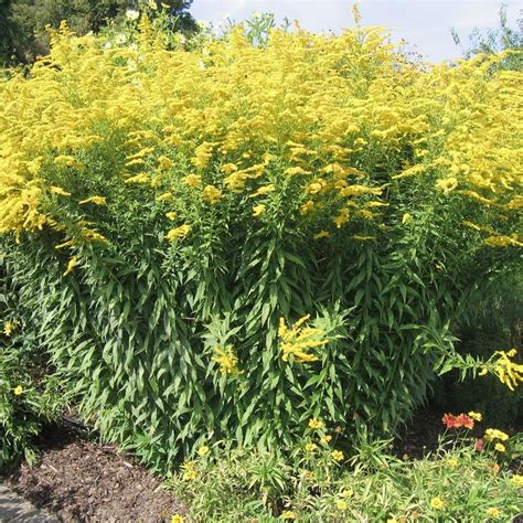 solidago planter  entretenir pagesjaunes