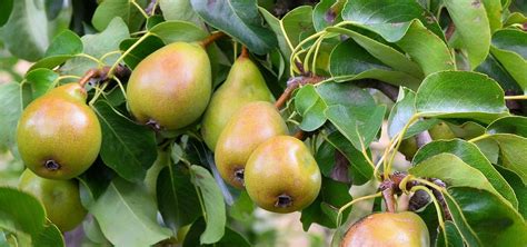 Дичка груша - 70 фото