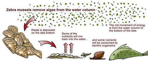 Zebra Mussels in Missouri Lakes — The Lakes of Missouri Volunteer Program