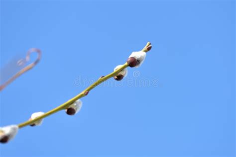 Branch Of Pussy Willow On Background Of Blue Sky Close Up Stock Photo