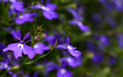 flower blue and purple 2