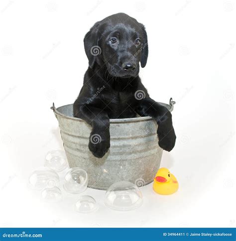 Lab Puppy Bath at JENENGE blog