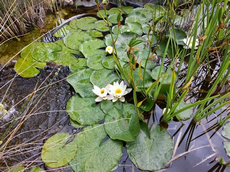 Безплатна снимка : вода, природа, листо, цвете, езерце, зелен, ботаника ...