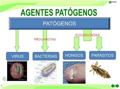 O Que São Agentes Patogênicos - que son los agentes patogenos ? - Brainly.lat