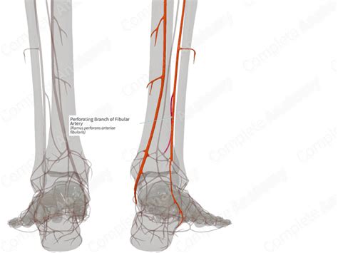 Perforating Branch Of Fibular Artery Left Complete Anatomy