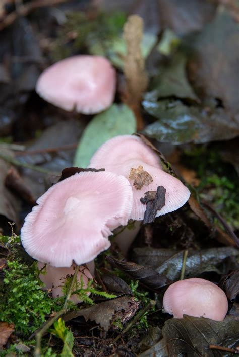 Pink Bonnet Mycena Rosea Mushroom Fungi Fungi Stuffed Mushrooms