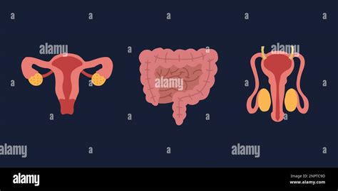 Männliche genitalorgane Stock Vektorgrafiken kaufen Alamy