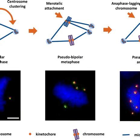 Schematic Representation Of Centrosome Amplification Pathways On The