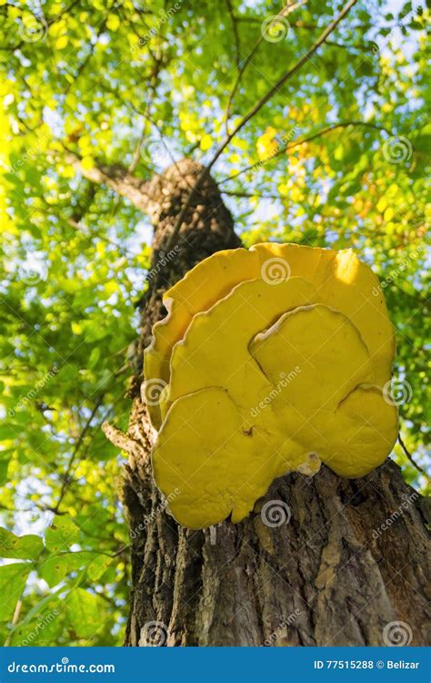 Yellow Fungus On A Tree Stock Photo Image Of Sulphur 77515288