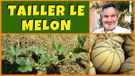 Réussir La Taille Des Melons Au Jardin Potager Youtube