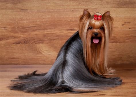Bildresultat för silky hair dog | Yorkshire terrier grooming, Yorkie ...