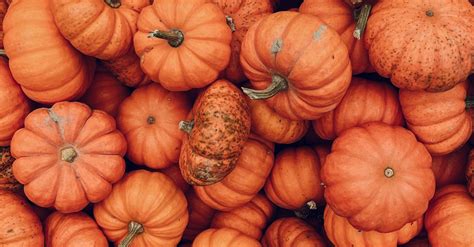 Бесплатные стоковые фото на тему апельсин, ботанический, время сбора ...